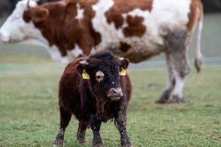 Parmi les 49 projets soutenus par l'Aide uisse à la montagne en mai, 41 concernent l'agriculture